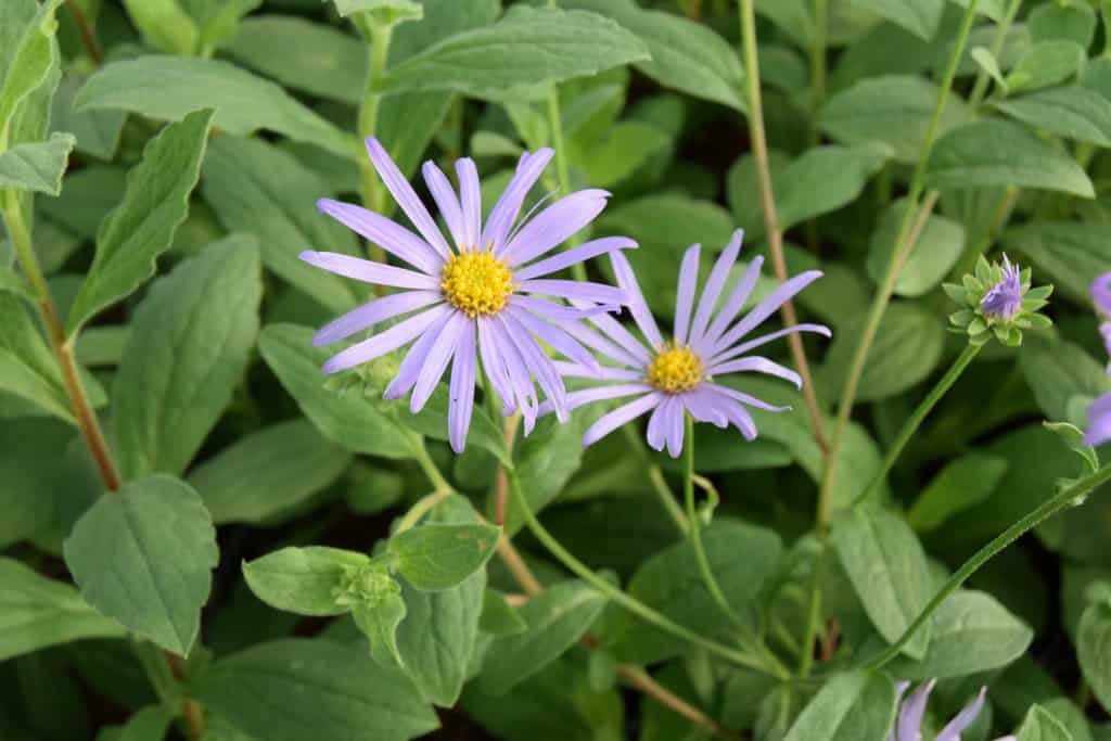 Aster x frikartii 'Mönch' ---